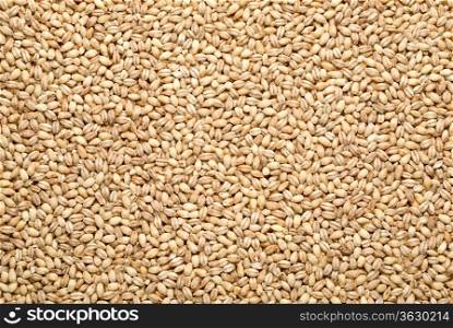 barley background, overview top