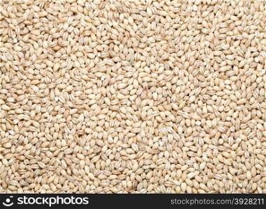 barley background, overview top