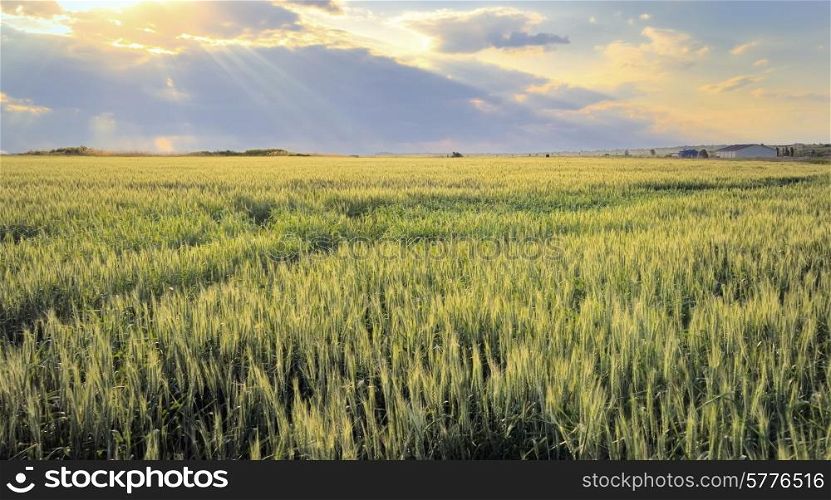Barley Field at sunset in spring time