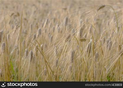 Barley field background