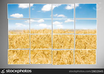 Barley field cut into many photos