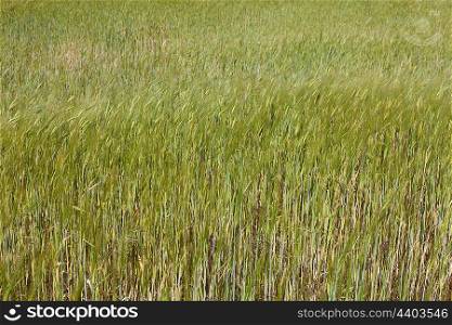 barley field in Alentejo, the south of Portugal