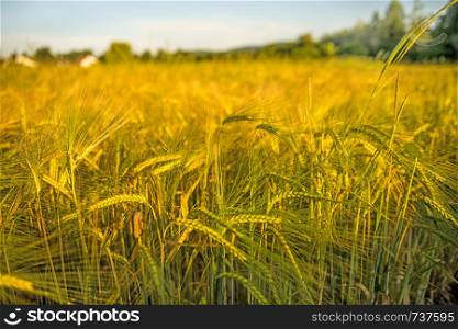 barley, field with growing plants in summer in Germany