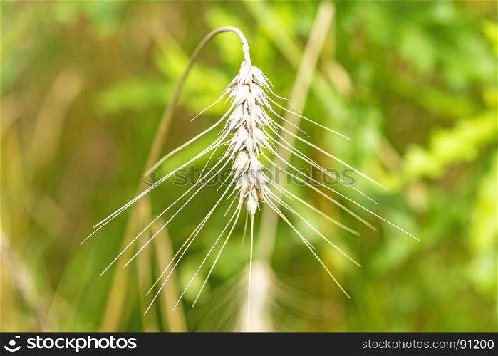 barley, head in a field