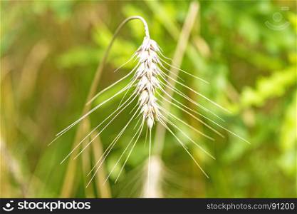 barley, head in a field
