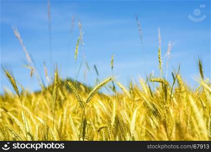 barley, head with blue sky and hill in Germany