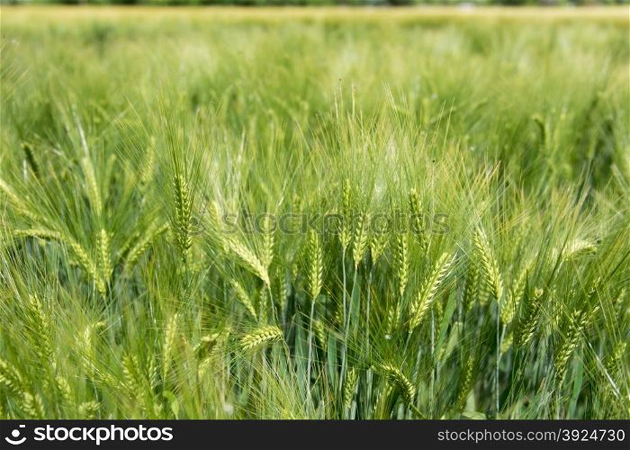Barley, Hordeum vulgare green and flowering in summer