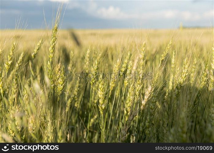 Barley in a field, Lorette, Manitoba, Canada