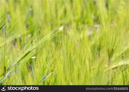 Barley on field in springtime