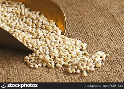 barley pearls