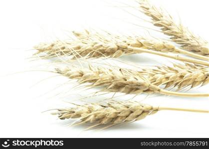 barley plant on a white background