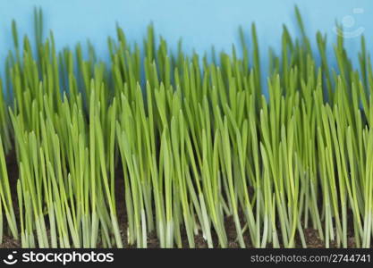 Barley seedlings photographed with ring flash. Short depth of field.