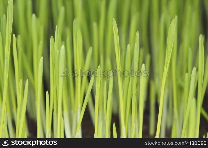 Barley seedlings photographed with ring flash. Short depth of field.