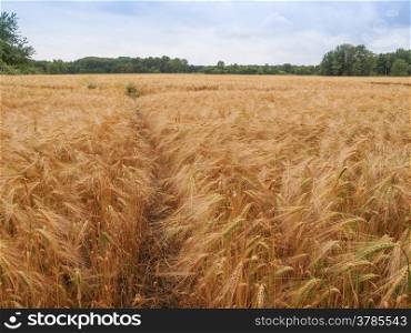 Barleycorn field. A barley corn field in Germany Europe