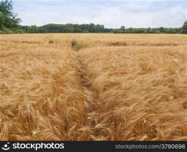 Barleycorn field. A barley corn field in Germany Europe