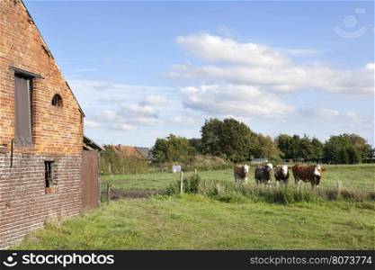 barn and cows in flanders meadow between gent and brugge in belgium on cloudy summer day