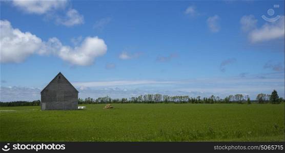 Barn in green grassy field at farm, Kensington, Prince Edward Island, Canada