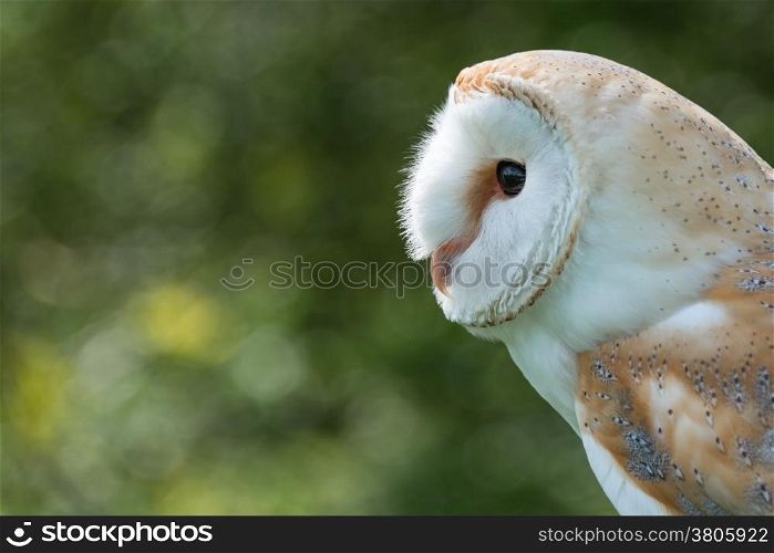 Barn Owl, bubo bubo, close up.