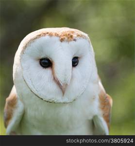 Barn Owl, bubo bubo, close up.