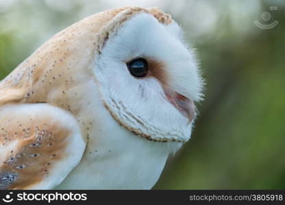 Barn Owl, bubo bubo, close up.b