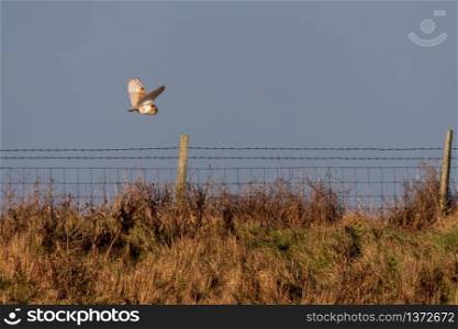 Barn Owl hunting at Elmley Marshes on a winter&rsquo;s afternoon