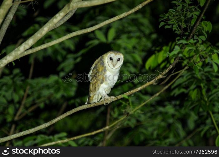 Barn Owl on a branch in night time