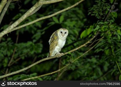 Barn Owl on a branch in night time