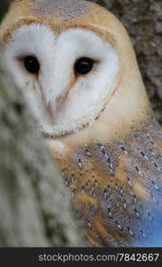 Barn owl perched in tree, portrait view