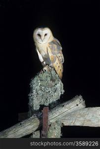 Barn Owl Perching on Fence Post