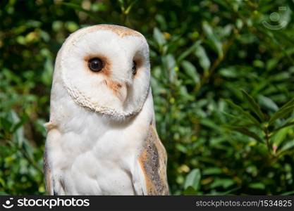 Barn owl portrait. Birds of prey in nature.