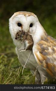 Barn Owl (Tyto alba) with a field mouse in North Yorkshire in the United Kingdom