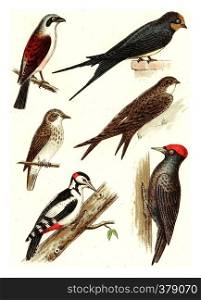 Barn Swallow, Common Swift, Red-backed Shrike, flycatcher, woodpecker, black woodpecker, vintage engraved illustration. From Deutch Birds of Europe Atlas.