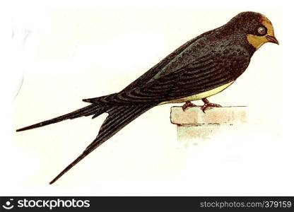 Barn Swallow, vintage engraved illustration. From Deutch Birds of Europe Atlas.