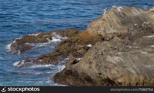 Barnacle covered rocks along the coast of California