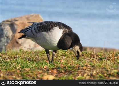 barnacle goose