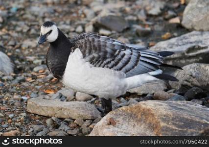 barnacle goose