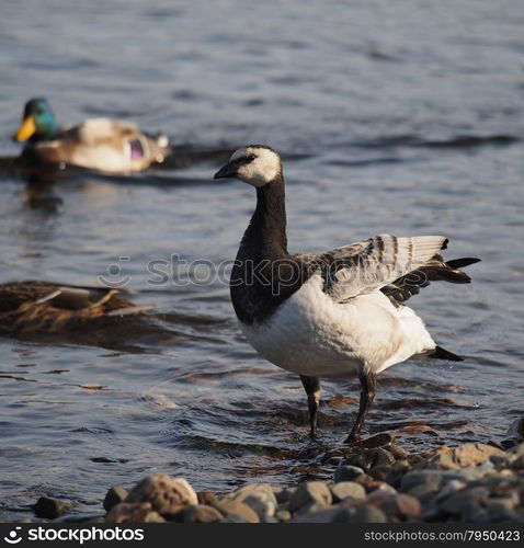 barnacle goose