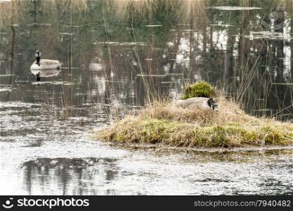 Barnacle Goose on a nest.