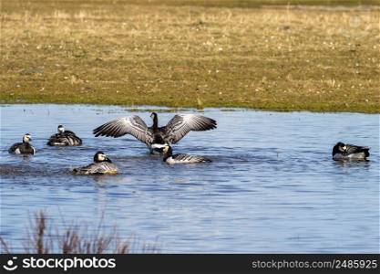 Barnacle goose spreads its wings. Barnacle goose spread wings