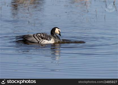 Barnacle goose washes in the lake. Barnacle goose water overhead