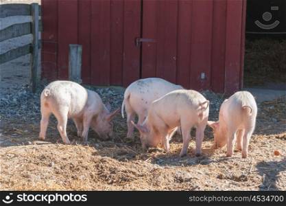 Barnyard with four pink pigs looking for food in the summer