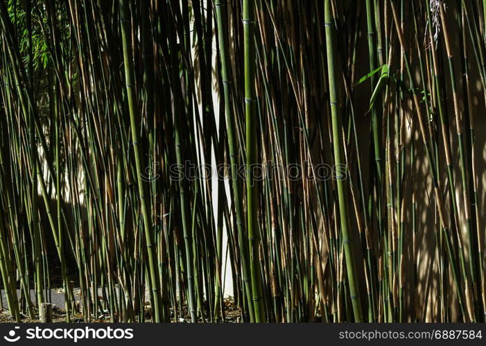 Barrage of green or brown reeds . Barrage of green or brown