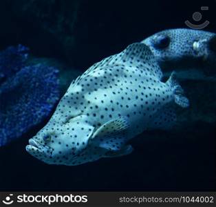 barramundi cod / grouper fish swimming marine life underwater ocean - fish humpback grouper (Cromileptes altivelis)
