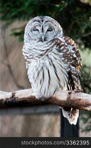Barred Owl with eyes closed sitting on branch