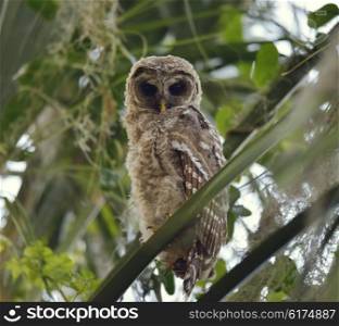 Barred Owlet Perches on a Branch