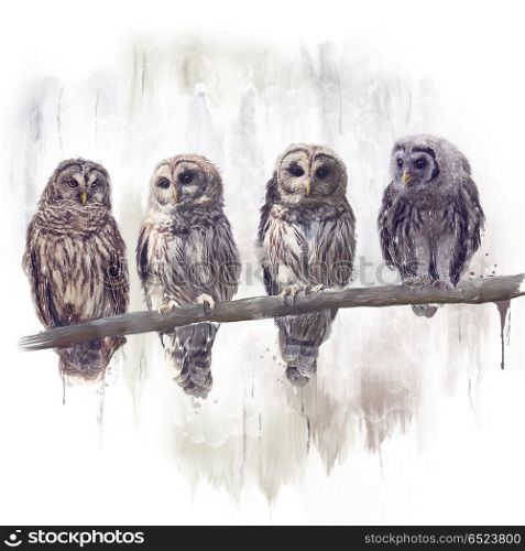 Barred Owls perched watercolor painting. Barred Owls watercolor