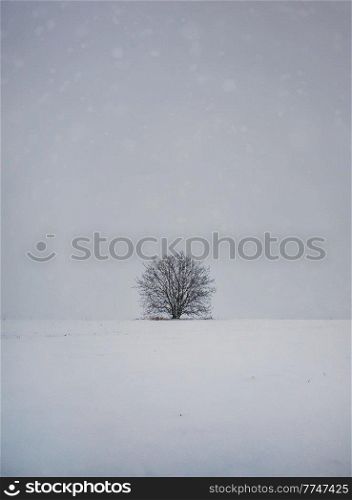 Barren lone tree on the snowy land. Cold winter scene and a leafless oak stands single under snowdrift. Numb nature, silence and solitude mood