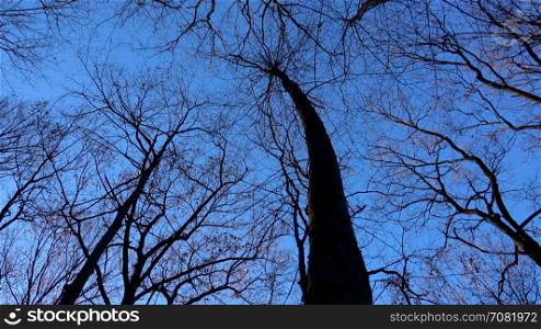 barren trees against a winter sky