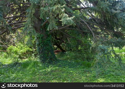 basal trunk part of old majestic fir tree.