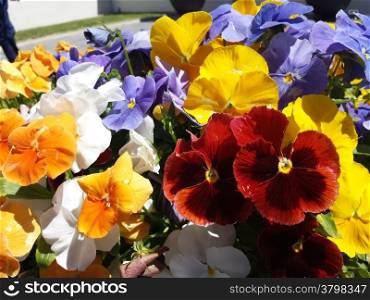 based background colorful flowers